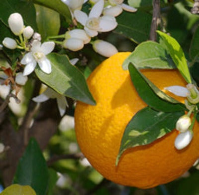 Orange (Sweet) Essential Oil - Essentially You Oils
