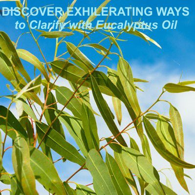 EXHILARATING WAYS TO USE EUCALYPTUS OIL