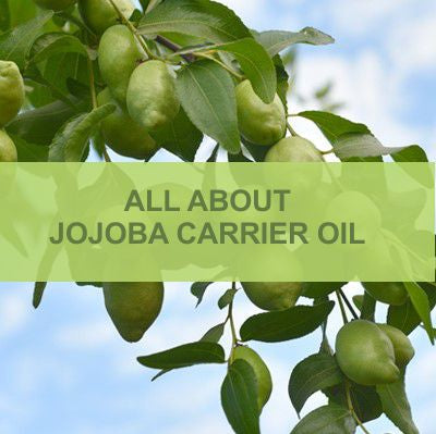 ALL ABOUT JOJOBA CARRIER OIL