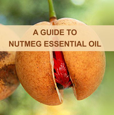 An Essential Guide To Nutmeg Oil - A Mystical & Exotic Spice