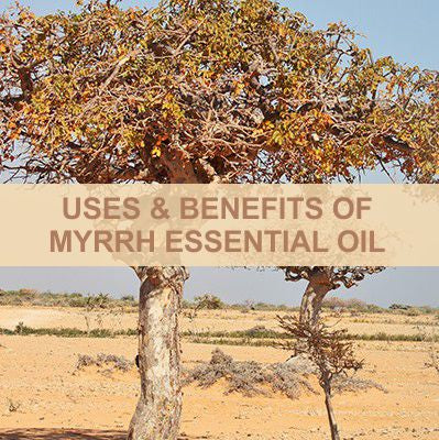 USES OF MYRRH ESSENTIAL OIL