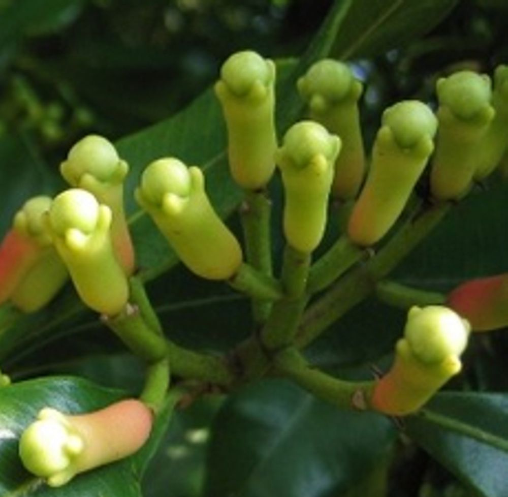 Clove Bud Essential Oil