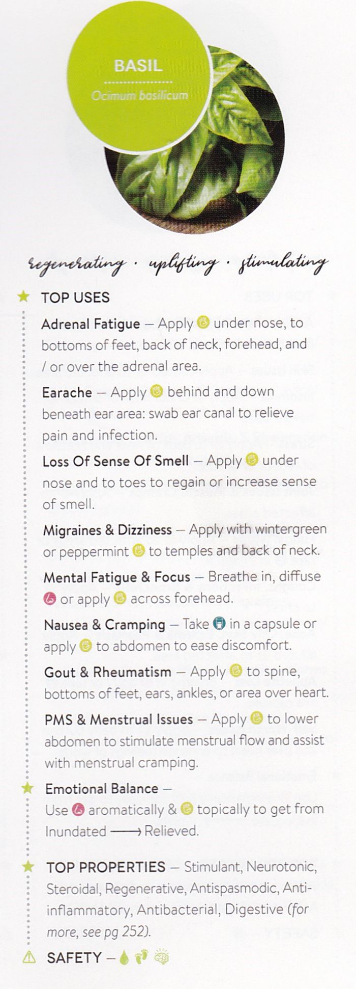 Basil (Sweet) Essential Oil - Essentially You Oils