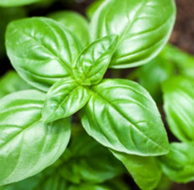 Basil (Sweet) Essential Oil - Essentially You Oils