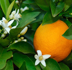 Orange Blood (Sicily) Essential Oil - Essentially You Oils