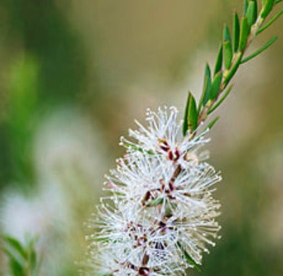 Cajeput Essential Oil - Essentially You Oils
