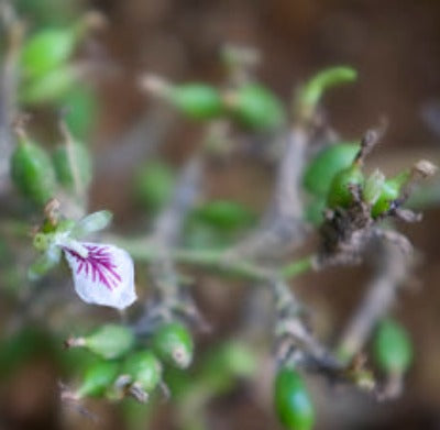 Cardamom Essential Oil - Essentially You Oils