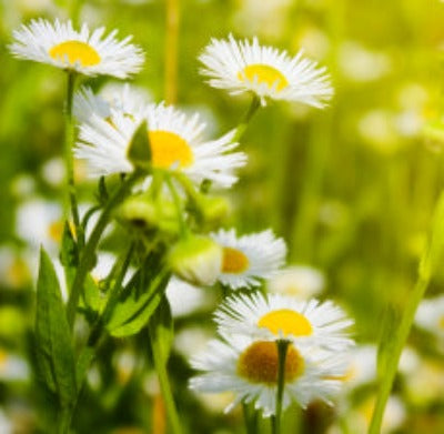 Chamomile Roman Essential Oil - Essentially You Oils