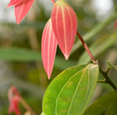 Cinnamon Leaf Essential Oil - Essentially You Oils