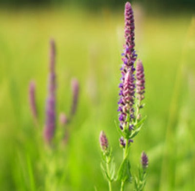 Clary Sage Essential Oil - Essentially You Oils