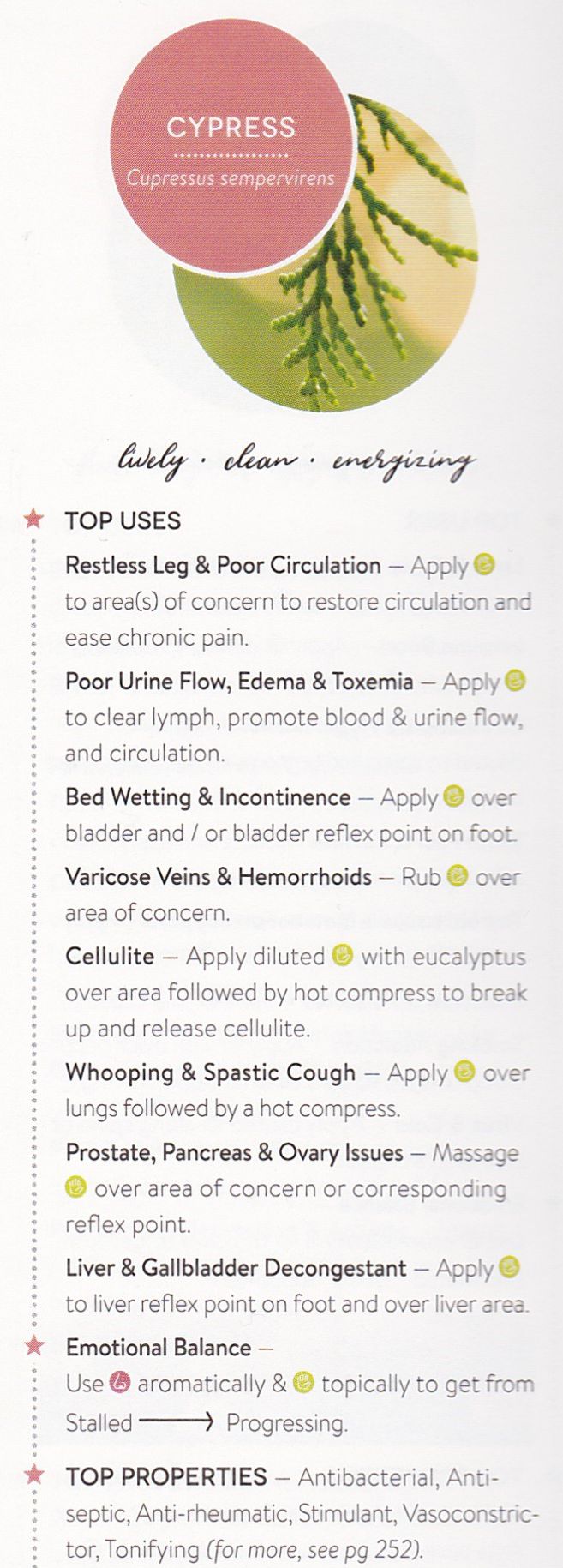 Cypress Organic Essential Oil - Essentially You Oils