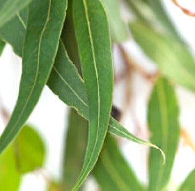 Eucalyptus Blue Mallee Organic Essential Oil- Essentially You Oils