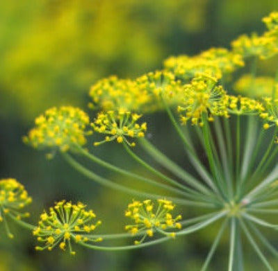 Fennel Sweet Essential Oil - Essentially You Oils