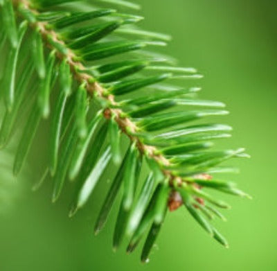 Siberian Fir Needle Essential Oil - Essentially You Oils