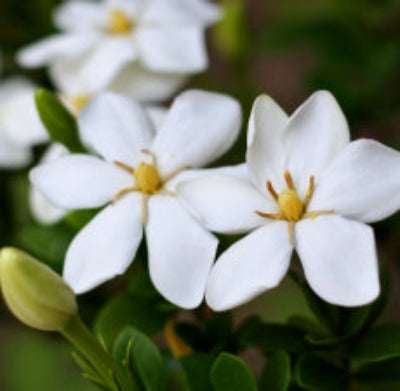 Gardenia Fragrance Oil - Essentially You Oils