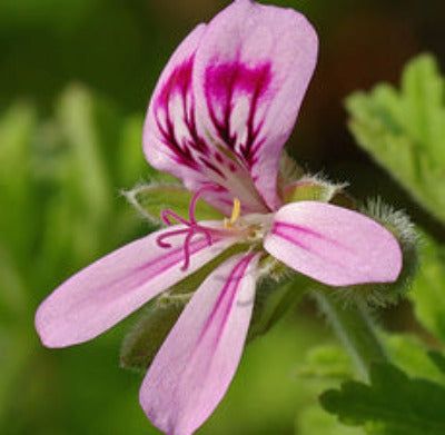 Geranium Essential Oil (Egyptian) - Essentially You Oils