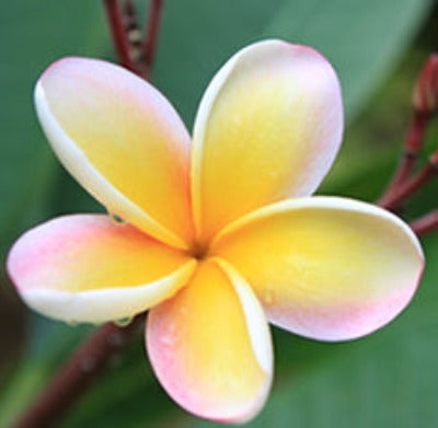 Hawaiian Plumeria Fragrance Oil - Essentially You Oils