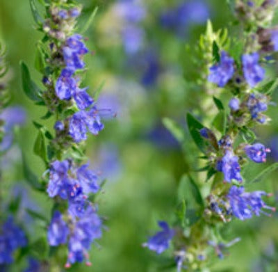 Hyssop Organic Essential Oil - Essentially You Oils