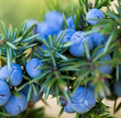 Juniper Berry Essential Oil (India) - Essentially You Oils