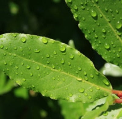 Laurel Leaf Essential Oil - Essentially You Oils