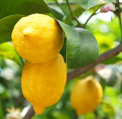 Lemon Essential Oil - Essentially You Oils