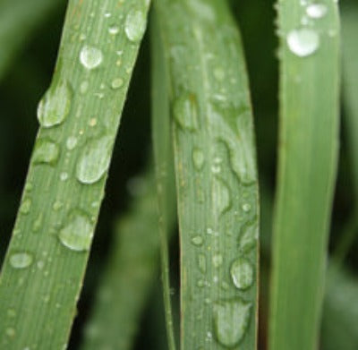 Lemongrass Essential Oil - Essentially You Oils - Ottawa Canada