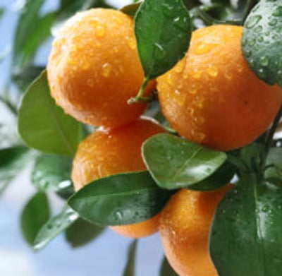 Mandarin (Sicily) Essential Oil - Essentially You Oils