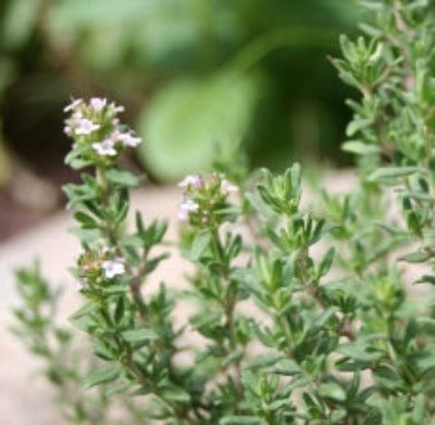 Marjoram Essential Oil (Sweet) - Essentially You Oils