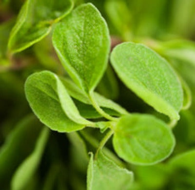 Oregano Essential Oil - Essentially You Oils