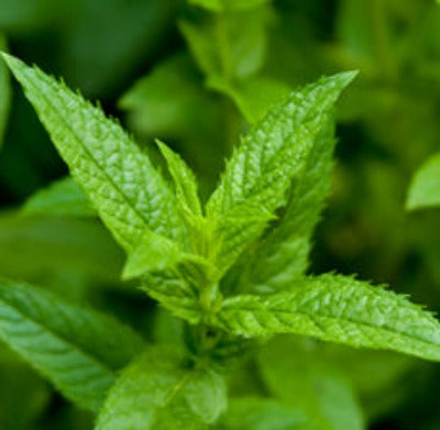 Peppermint (Japanese) Essential Oil - Essentially You Oils - Ottawa Canada