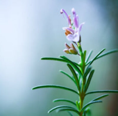 Rosemary Essential Oil (Morocco) - Essentially You Oils - Ottawa Canada