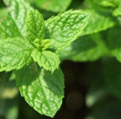 Spearmint Essential Oil - Essentially You Oils