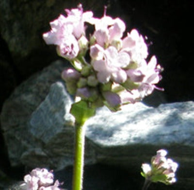 Spikenard Essential Oil - Essentially You Oils