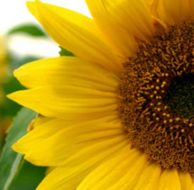 Sunflower Carrier Oil - Essentially You Oils