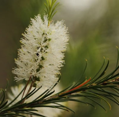 Tea Tree Organic Essential Oil (China) - Essentially You Oils