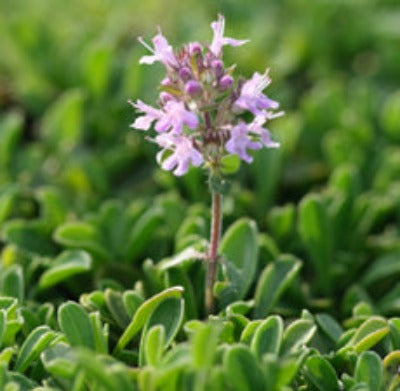 Thyme Essential Oil (Red) - Essentially You Oils