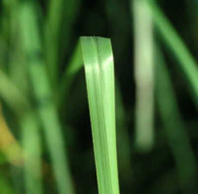 Vetiver Essential Oil - Essentially You Oils