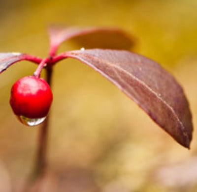 Wintergreen Essential Oil - Essentially You Oils