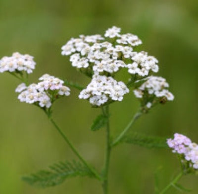 Yarrow Essential Oil - Essentially You Oils