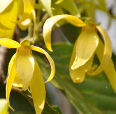 Ylang Ylang Fragrance Oil - Essentially You Oils