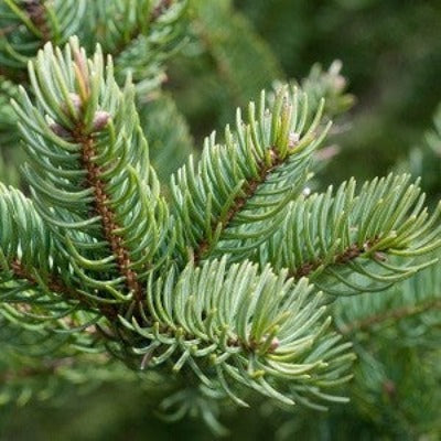 Balsam Fir Essential Oil - Essentially You Oils