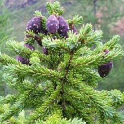 Black Spruce Essential Oil - Essentially You Oils