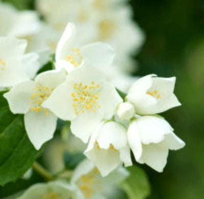 Jasmine Fragrance Oil - Essentially You Oils