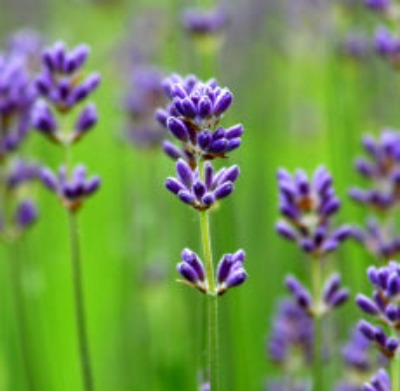 Lavender Essential Oil (Bulgarian) - Essentially You Oils