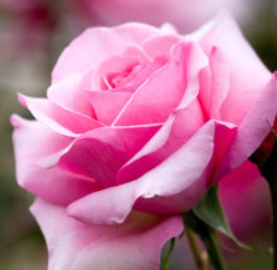 Rose Garden - Fragrance Oil - Essentially You Oils - Ottawa Canada