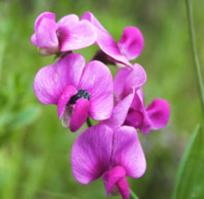 Sweet Pea - Fragrance Oil - Essentially You Oils - Ottawa Canada