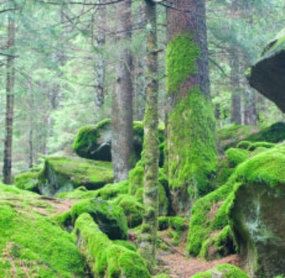 Woodland Themes Fragrance Oil - Essentially You Oils